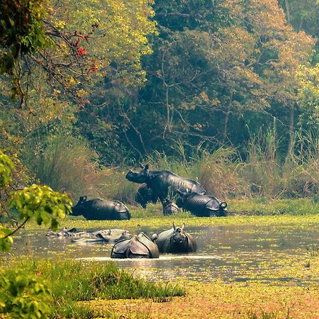 Chitwan Gaida Lodge - Animal Lovers & Birdwatchers Paradise Sauraha Exteriér fotografie