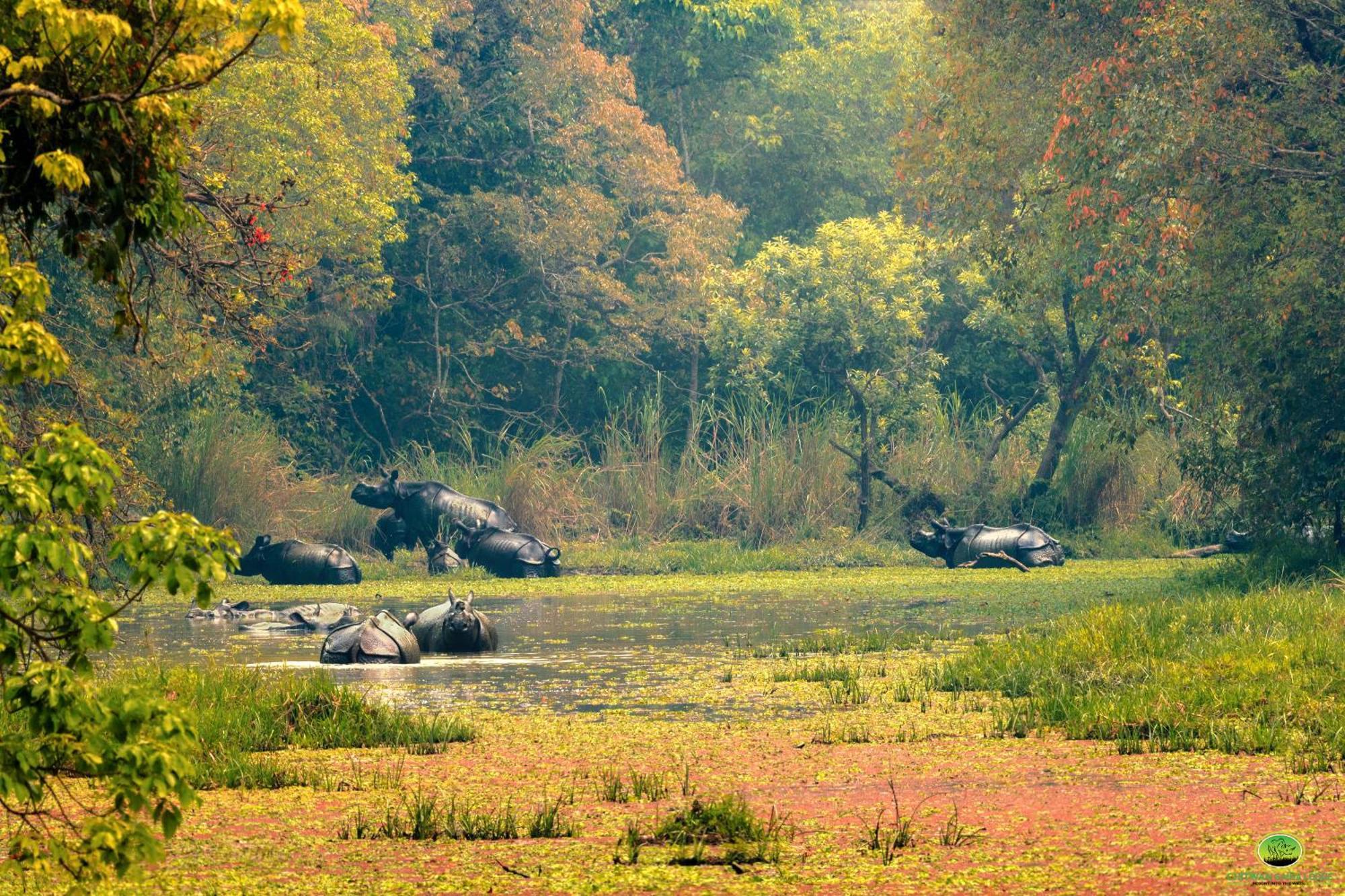 Chitwan Gaida Lodge - Animal Lovers & Birdwatchers Paradise Sauraha Exteriér fotografie